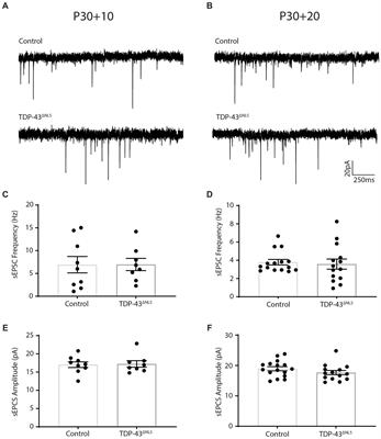 Synaptic remodeling follows upper motor neuron hyperexcitability in a rodent model of TDP-43